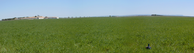 #6: Sea of barley in Albacete - La Mancha