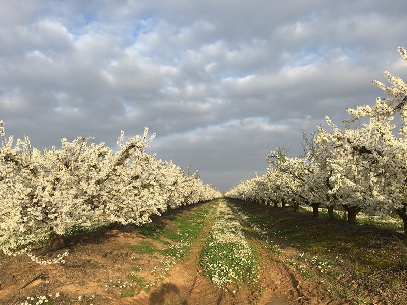 Nearby orchard