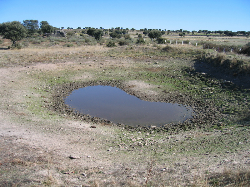 The Water Hole