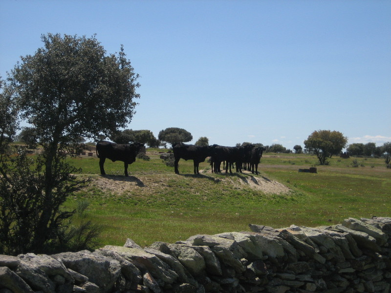 Novillos / Young bulls