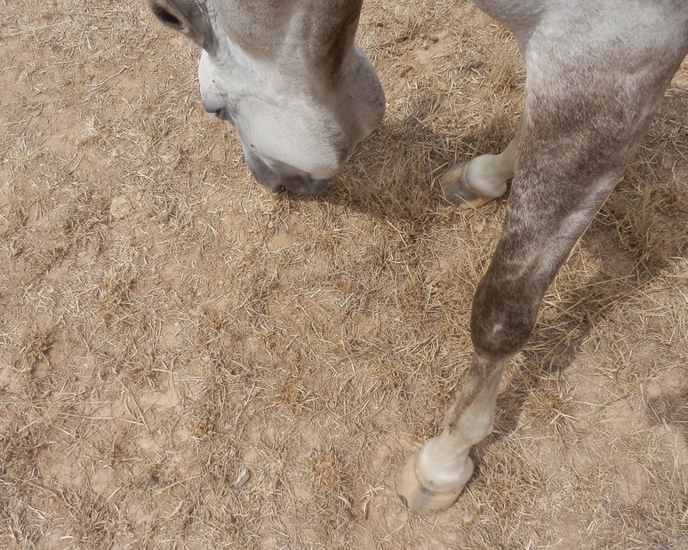 Ground Zero with Horse