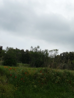 #1: view of the confluence