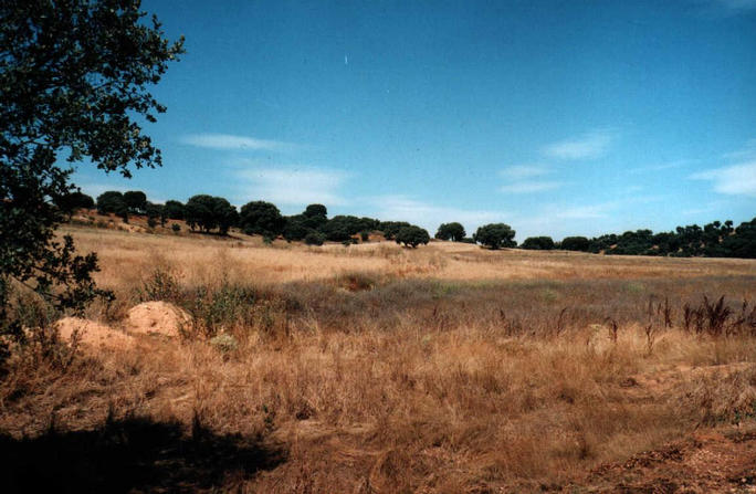 View north, as seen from a spot just out of the bushes.