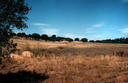 #2: View north, as seen from a spot just out of the bushes.