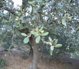 #5: Cork Oaks at the Confluence