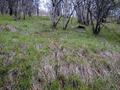 #7: general view of confluence from about 50 ft.