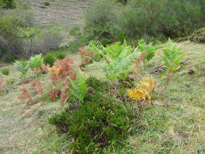 Fern at the confluence