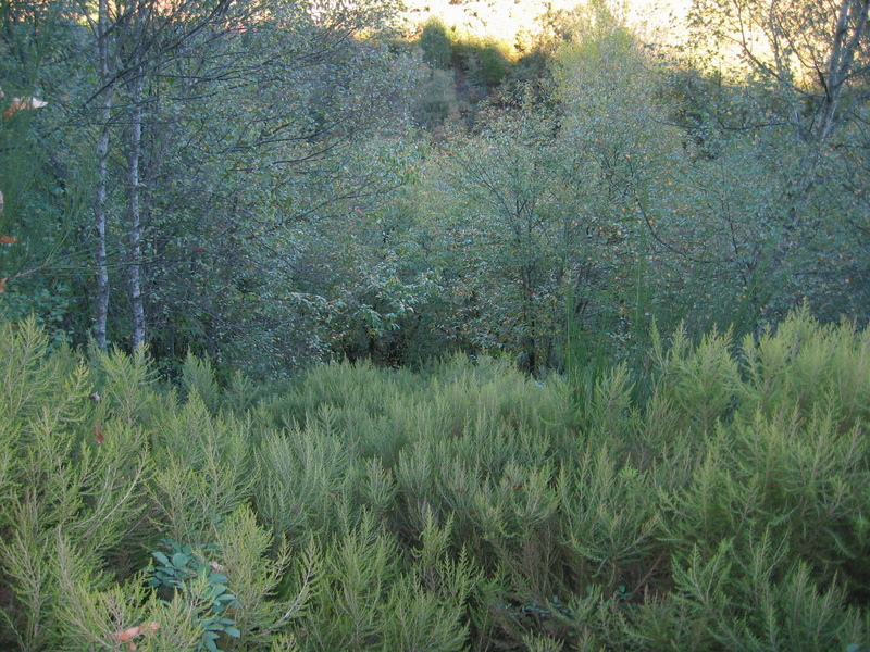 The Confluence as seen from the Upper Road