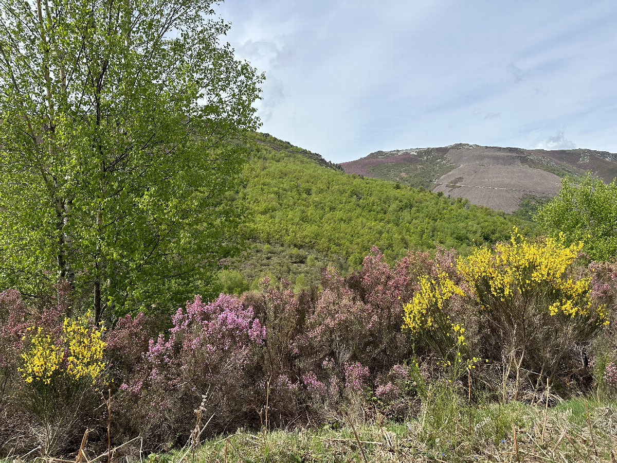 Spring in Gallicia