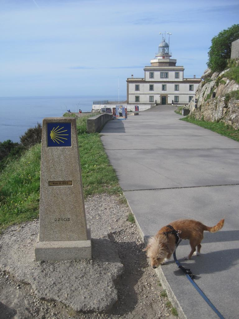 our dog inspecting the zeros