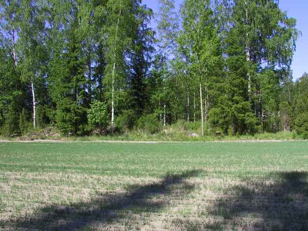 The confluence is in a little woods