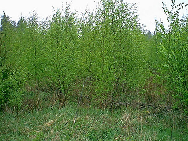 North. Young birches cover the view to the road.