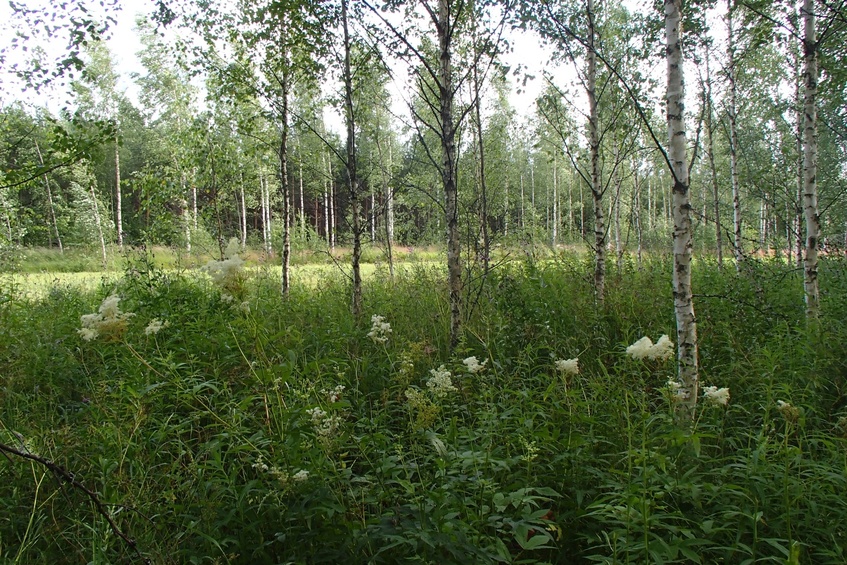 View to the south / Вид на юг