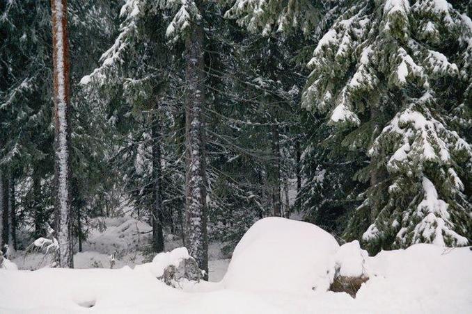 General view, the point is on the forest edge