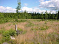 #3: View to the East over the clearfelling site