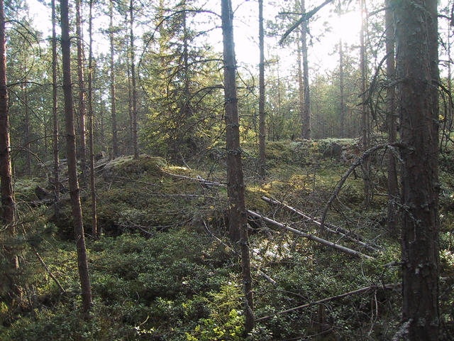 South view of the confluence