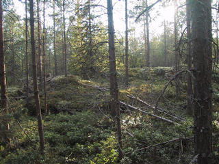 #1: South view of the confluence