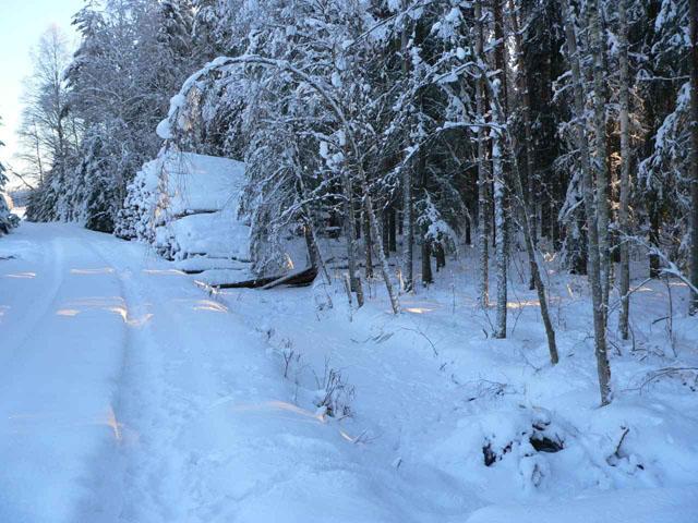 General view, the point is in the forest, in 10m to the right from the heap of logs