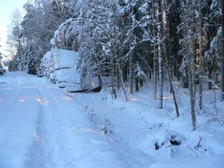 #1: General view, the point is in the forest, in 10m to the right from the heap of logs