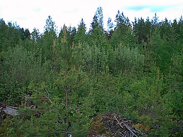 A view north from the confluence.