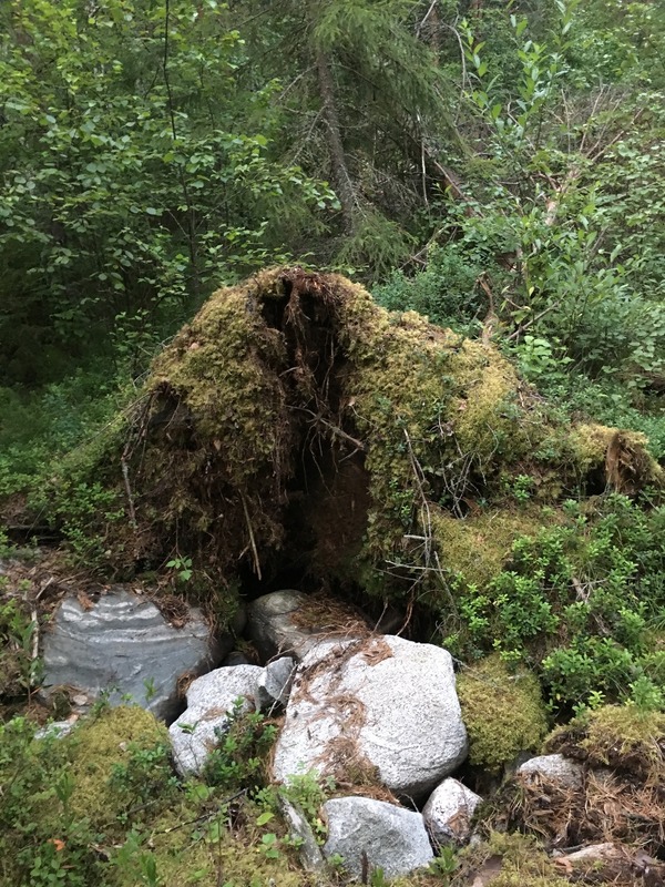 The fallen tree at the confluence point