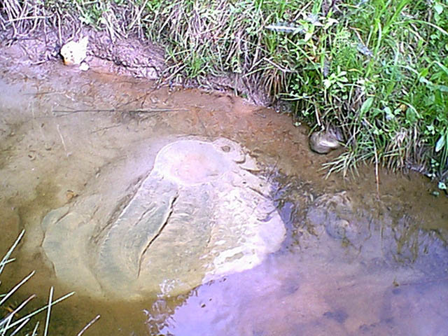 A small stream with a spring in a middle, close to the farm.