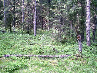 #1: The fallen tree at the confluence.