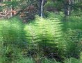 #7: Horsetails