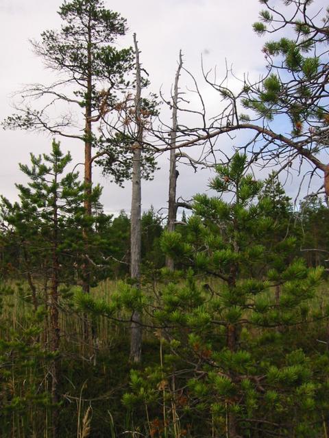 Distinctive dead trees