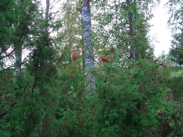 Juniper and rowanberries