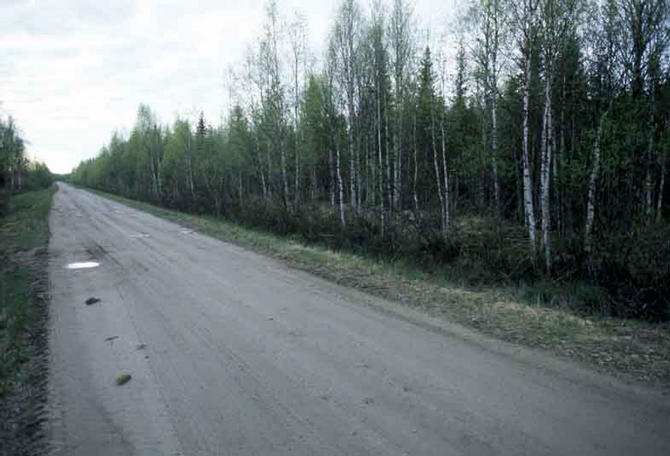 The road and a view on the little forest, where the point is