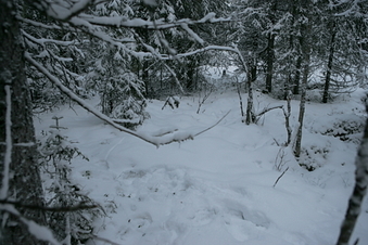 #1: Overview from 5 m south of confluence