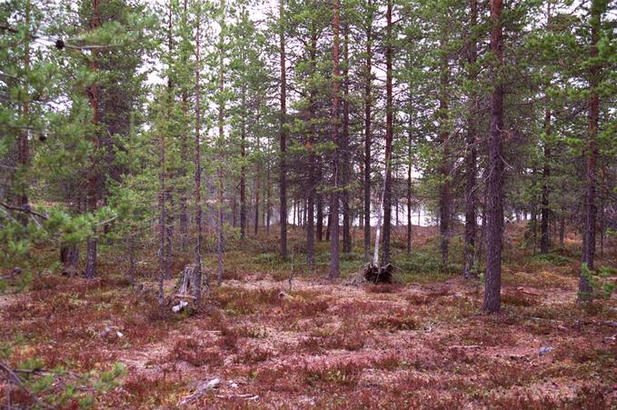 A nice pond 200 meters further.