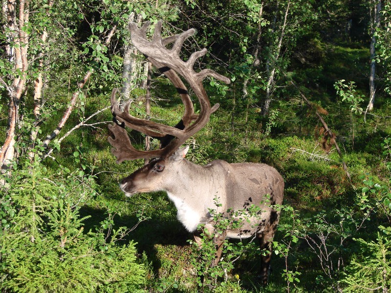 Nationalpark Reindeer / Nationalpark Rehntier