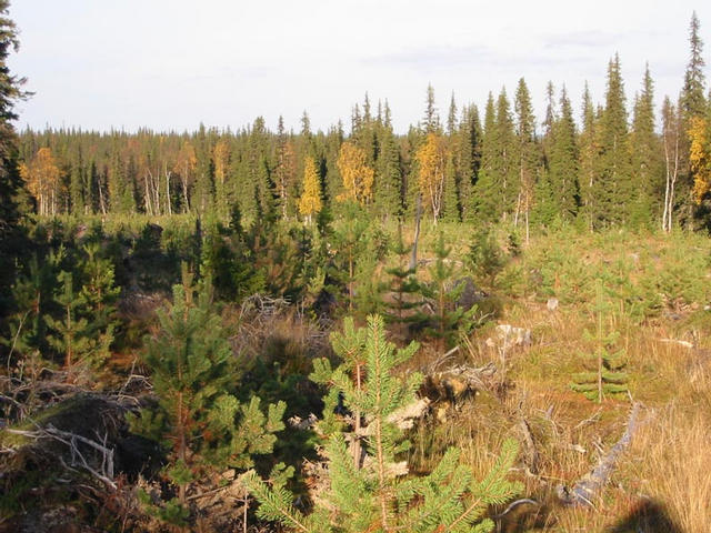 The clear-cut area as a whole.  The confluence is at the far end to the right near the tall yellow birch.