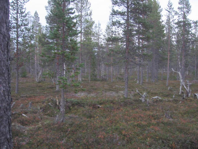 At confluence, view to East.