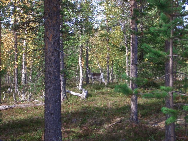 Not alone in the forest