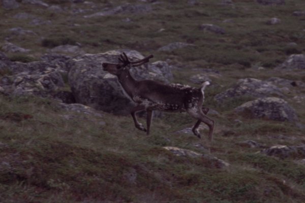 Reindeer