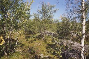 #1: View east - towards the confluence