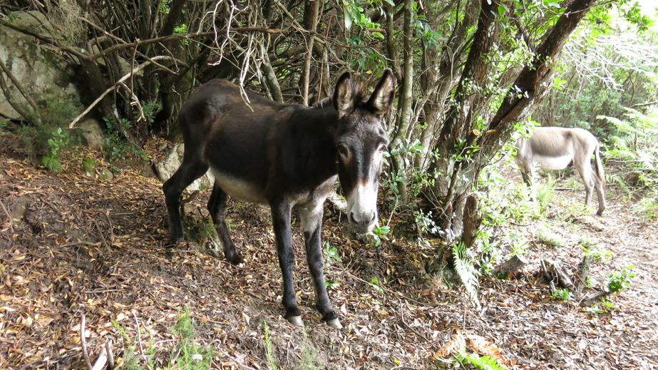 Donkeys