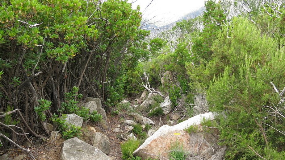 Trail with yellow marker on a stone