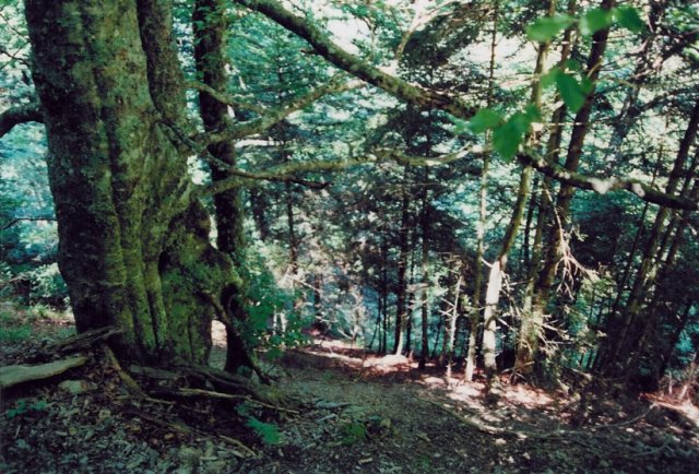 Looking to the south down the steep slope.