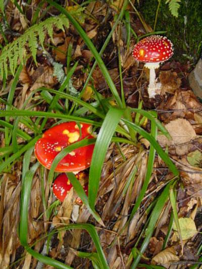 Cp view  with red mushrooms