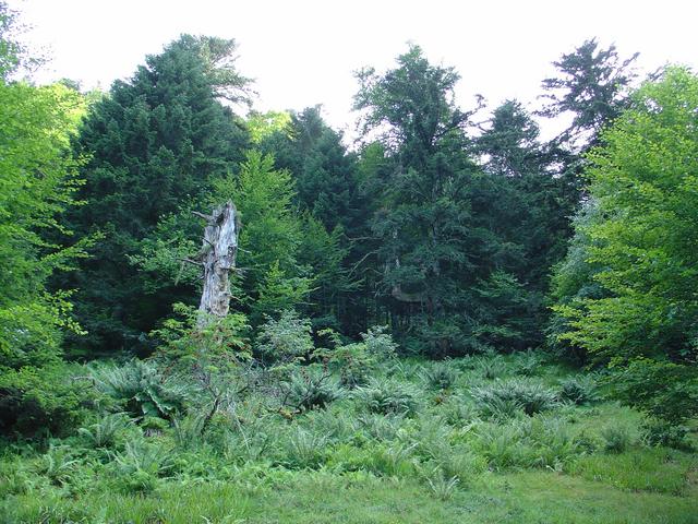 The degree confluence viewed from the North, looking uphill about 220m away