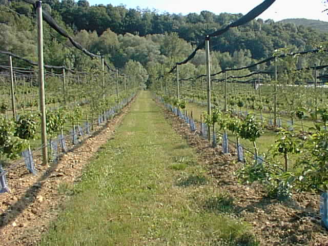 Looking south, towards the river