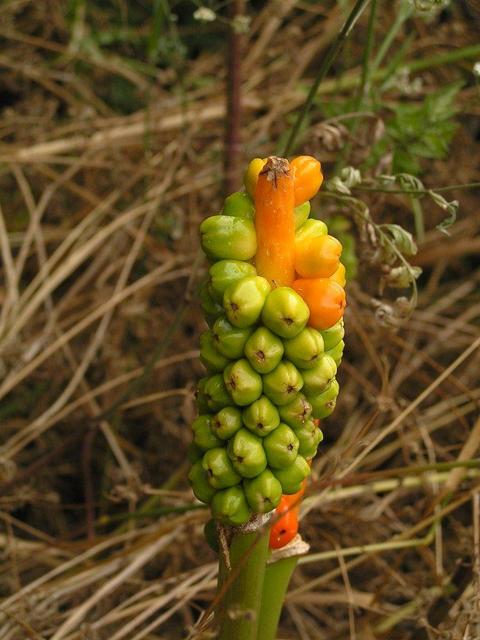 a strange flower growing close by