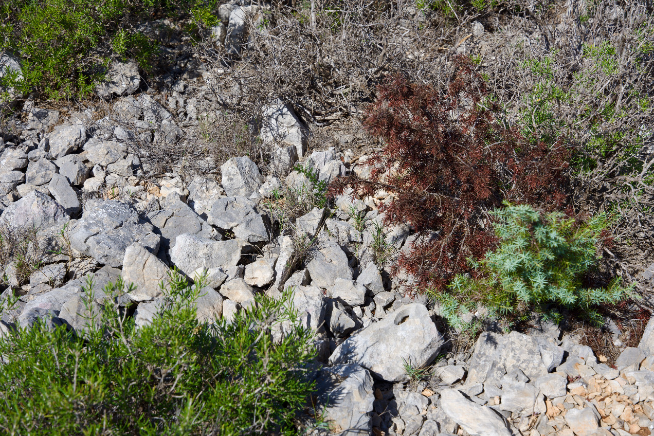 Ground cover at the confluence point