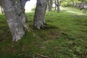 #5: The confluence point lies on a steep north-facing slope, within a grove of oak trees