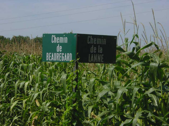 South extremity of the corn field, 500 m. from confluence