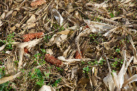 #5: Ground cover at the confluence point